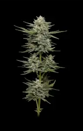 Vanilla Latte Auto