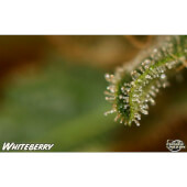White Berry 