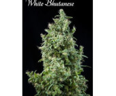 White Bhutanese