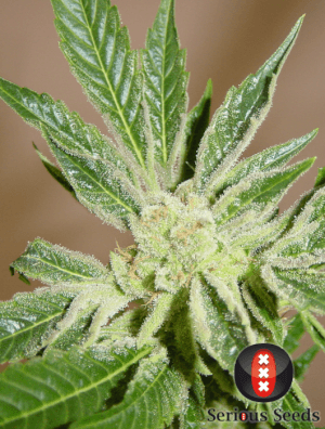 White Russian