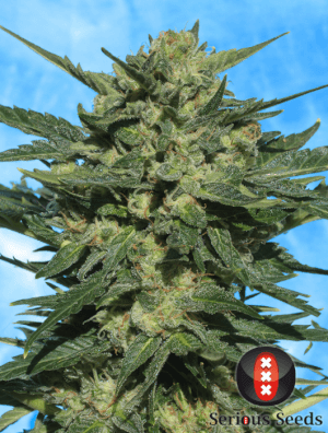 White Russian #1 Auto by Serious Seeds