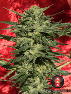 White Russian #1 Auto by Serious Seeds