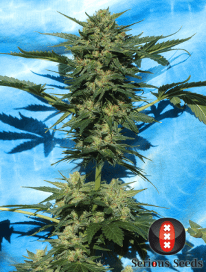 White Russian #1 Auto by Serious Seeds