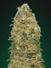 White Widow 00 Seeds 25 Semillas