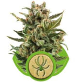 White Widow Auto Royal Queen Seeds 3 semillas