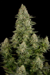 White Widow DINAFEM 