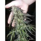 White Widow Dutch Passion