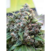 White Widow Dutch Passion -REG