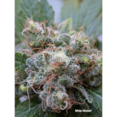 White Widow Dutch Passion -REG