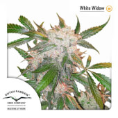 White Widow fem. Dutch Passion