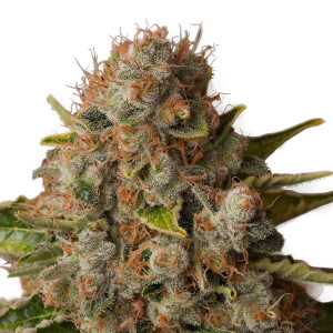 White Widow