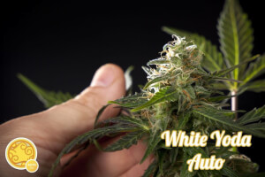 White Yoda Auto