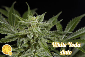 White Yoda Auto