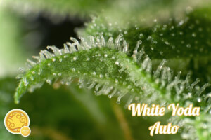 White Yoda Auto