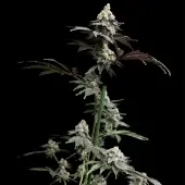 White Zoap