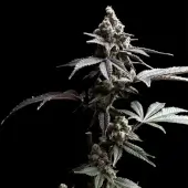 White Zoap