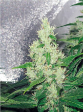 Y Griega - Medical Seeds