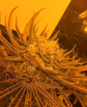Zkittlez