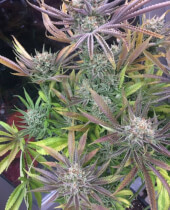 Zkittlez
