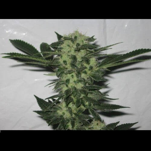 818 Headband