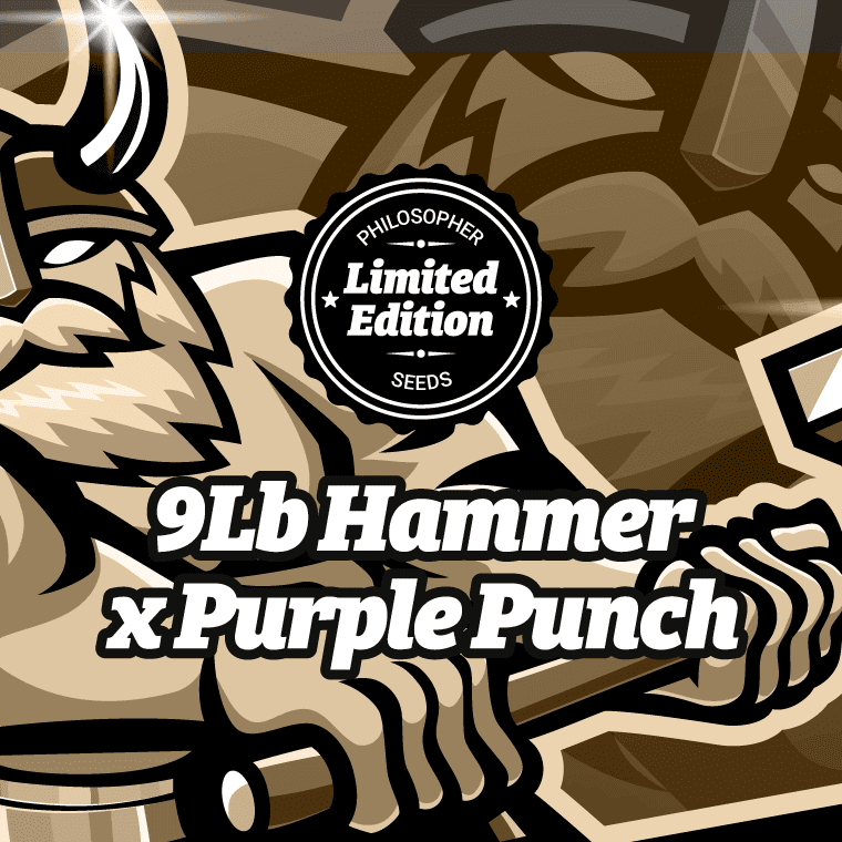 9Lb Hammer x Purple Punch