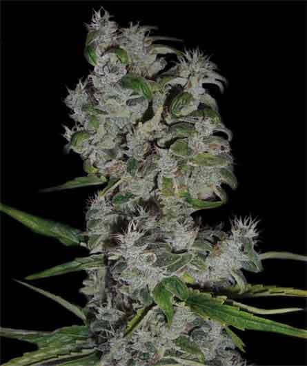 Original White Widow (IBL) (Feminised) - Paradise Seeds Cannabis Seeds