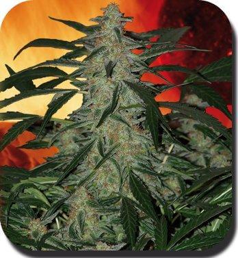 Sale of Deimos – Marijuana Seeds