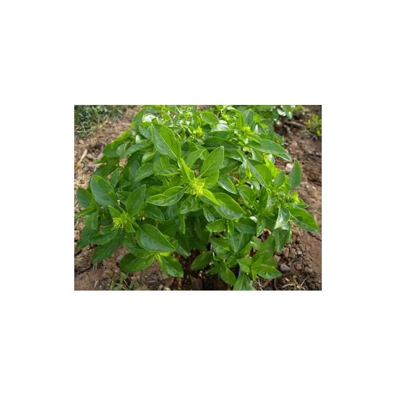 Les Refardes organic Small Leaf Basil 