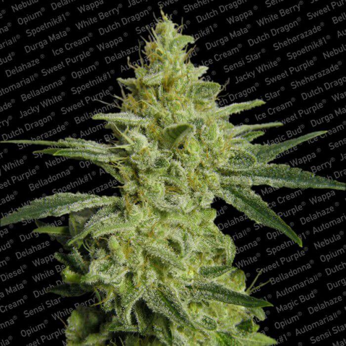 AllKush