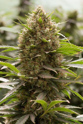 Amnesia Seeds Cannabis Info