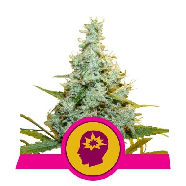 Amnesia Mac Ganja - AMG