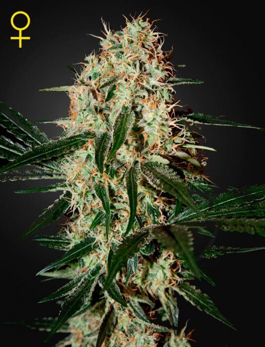 Arjan's Haze #3