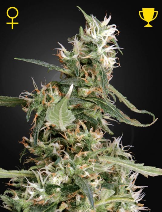 Arjan's Ultra Haze #1