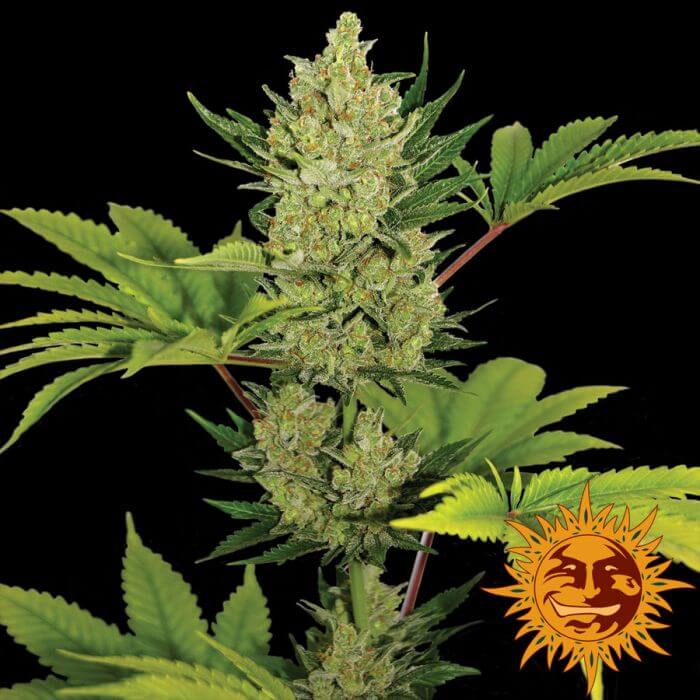 Auto Blueberry Cheese