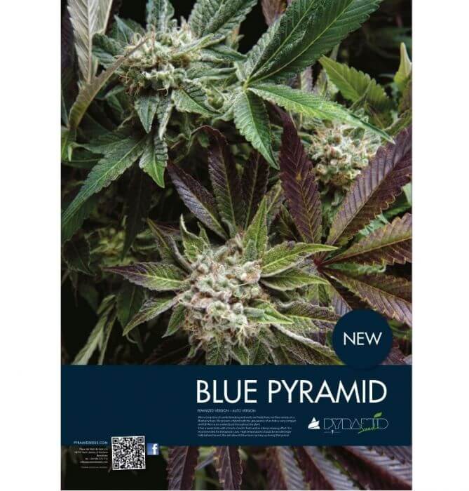 Auto Blue Pyramid