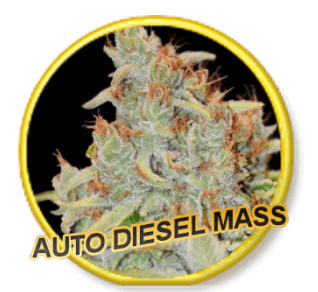 Auto Diesel Mass - Mr Hide Seeds