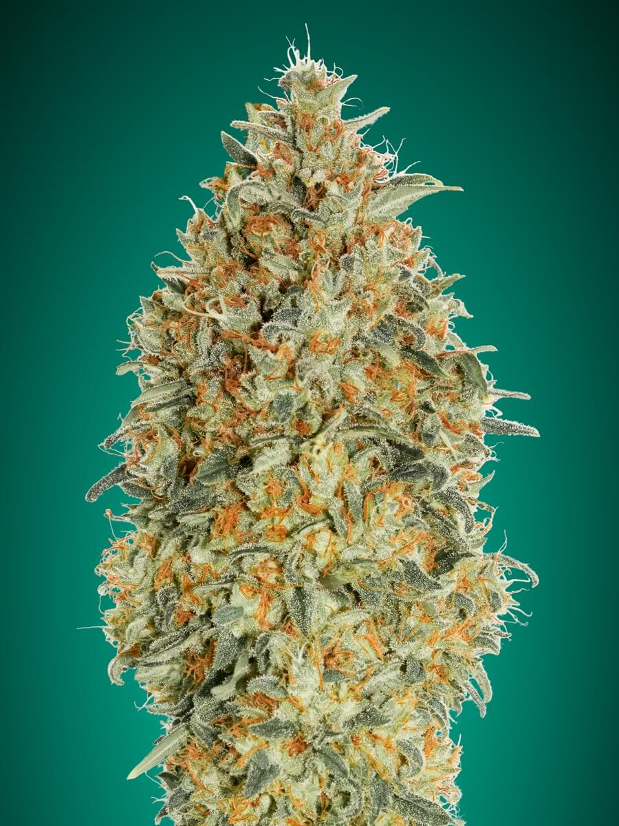 Graines de cannabis AutoFem Auto Gorilla Blue de Advanced Seeds