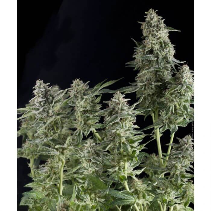 Auto Northern Lights