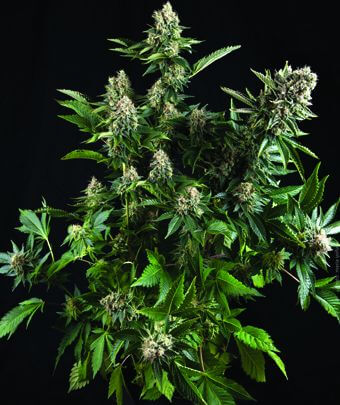 Auto White Widow