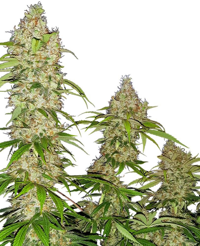 Buy Birthday Cake Kush AAAA Online - MMJ Express