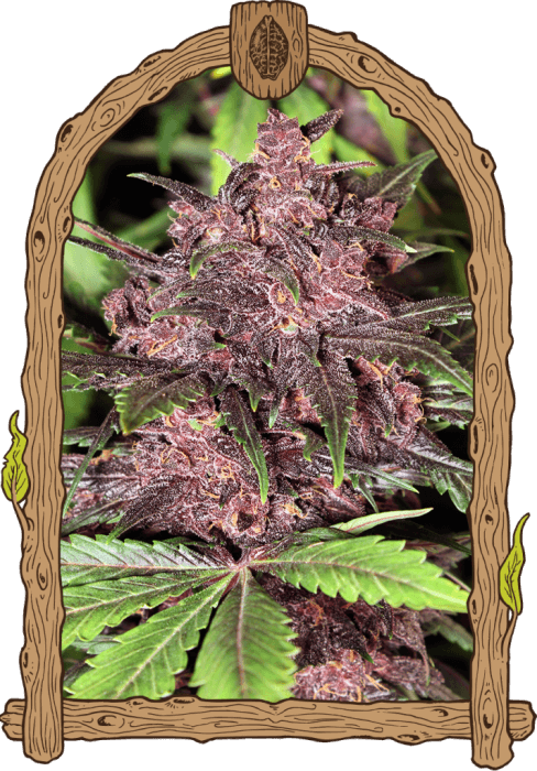 Venta de semillas feminizadas Black Haze de Exotic Seeds