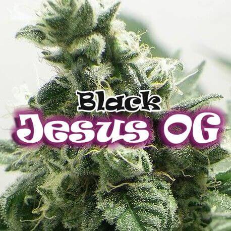 Black Jesus OG by Dr. Underground Seeds