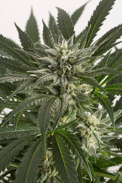 Blue Critical Auto