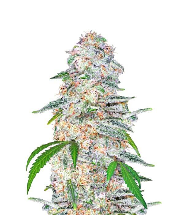 Blue Dream Auto