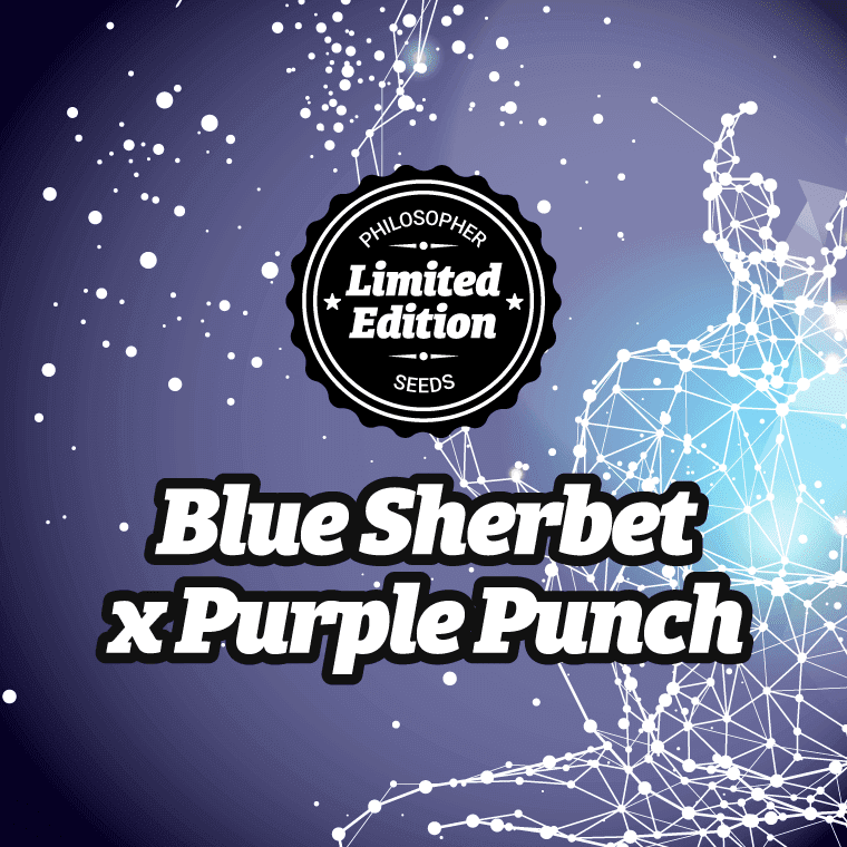 Blue Sherbet x Purple Punch 