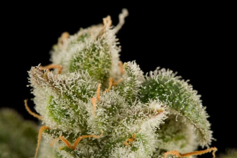Blue Thai