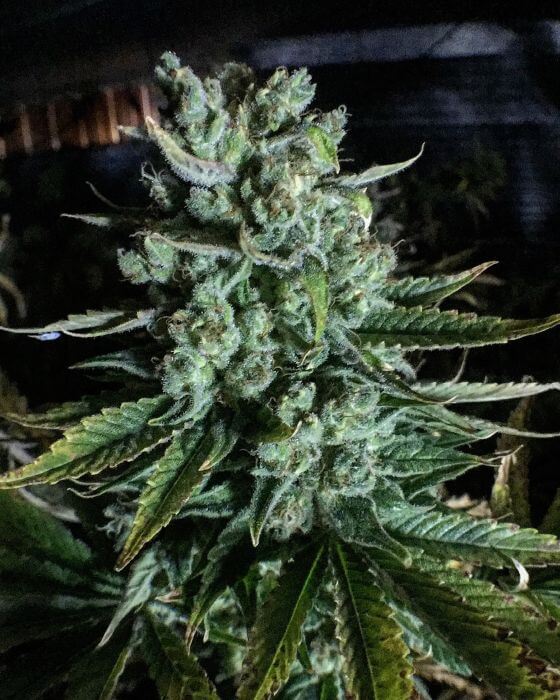 Boom Boom by Mosca Seeds