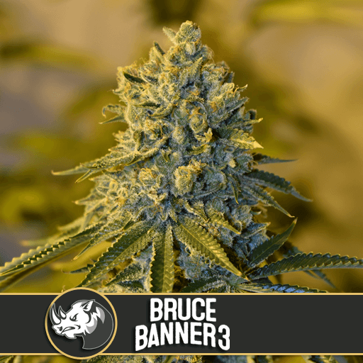 Bruce Banner #3 by Blimburn Seeds