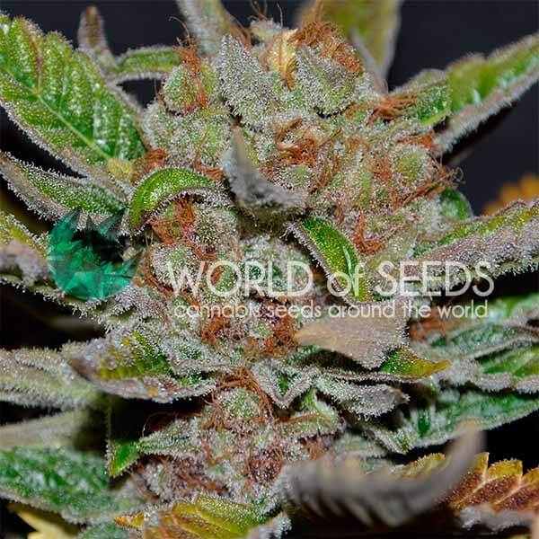 Bubba Haze from World Of Seeds