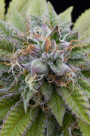 Bubba Kush Auto